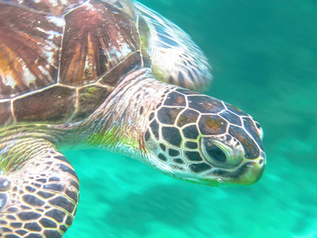 Green sea turtle gliding peacefully through vibrant turquoise ocean water, showcasing its patterned...