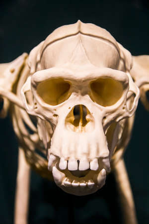 monkey skeletonの写真素材