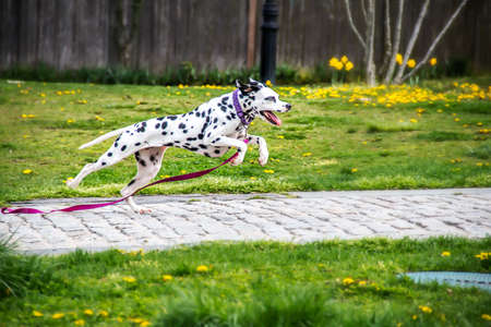 leaping dalmationの写真素材