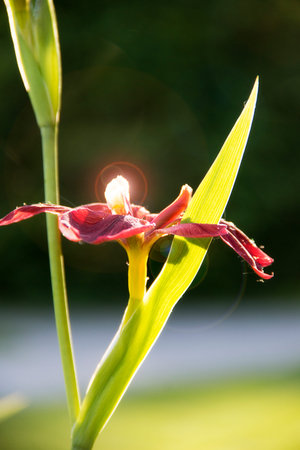 glowing flower