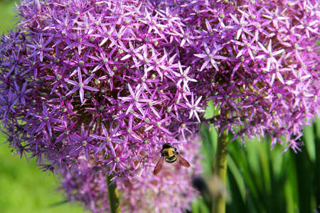Purple Allium Christophii Flowerの写真素材