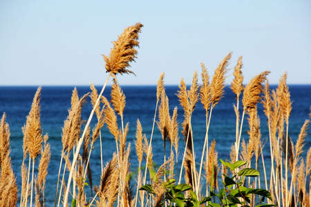 Seagrass by the shore in Ogunquit Maineの写真素材
