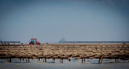 oyster park near Mont Saint Michelの写真素材