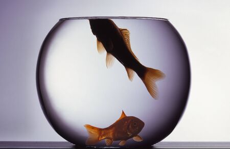 Red fishes in aquariumの写真素材