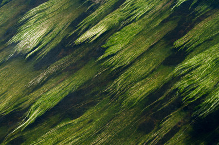 River herbs