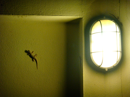 Two house lizards on a wall at nightの写真素材