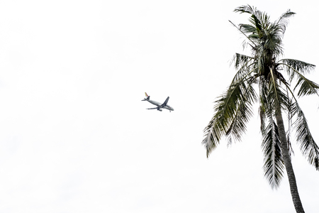 Plane and coconut tree in an over exposed skyの写真素材