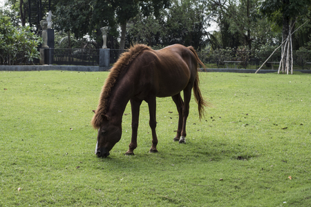 Horse grazingの写真素材