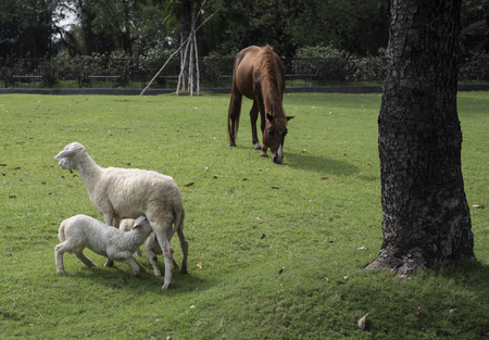 Horse and sheepの写真素材