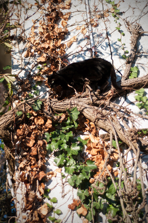 Black cat walking on vinesの写真素材