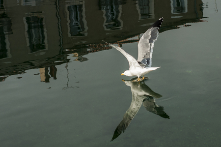 Seagull landing on water with reflectionの写真素材