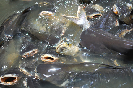 Catfish feedingの写真素材