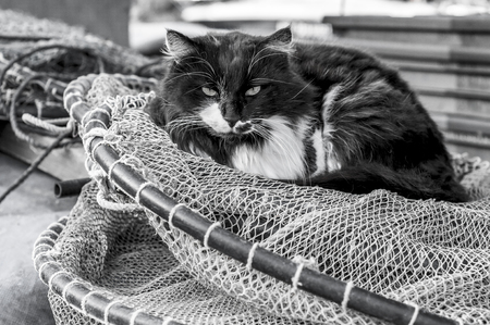 Cat in fishnetsの写真素材
