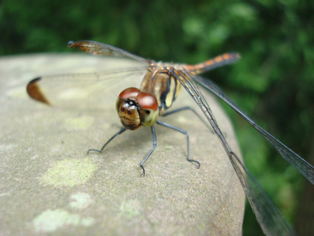 Dragonfly on a round stoneの写真素材