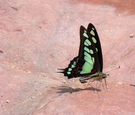 Butterfly on a pink stone floorの写真素材