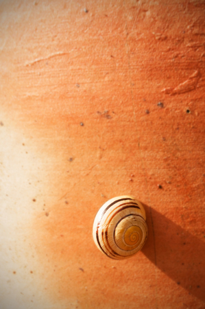 Snail on an orange wallの写真素材