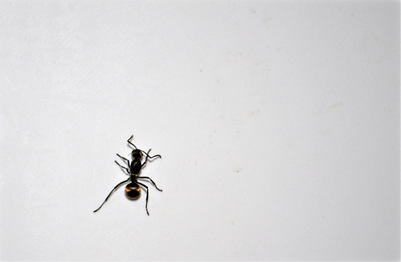 Ant alone on a wallの写真素材