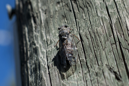 Cicada on wooden poleの写真素材