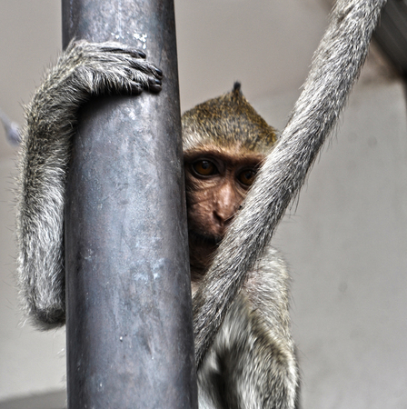 Monkey in a street of Lopburi, Thailandの写真素材