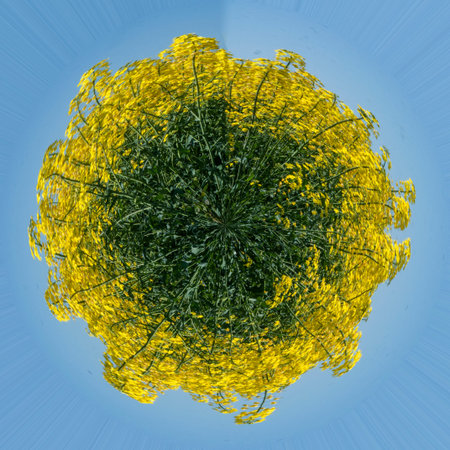 Planet effect of a French field of colza in Charente, France