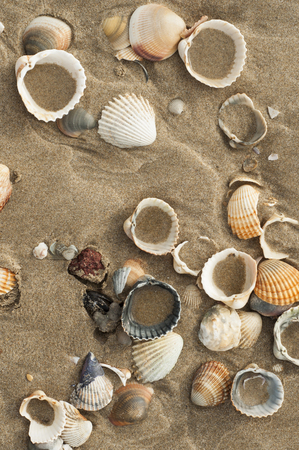 Empty shells on a beach in Cap d'Agde, Franceの写真素材