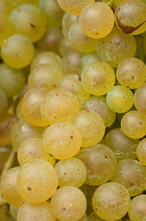 Background of grapes clusterの写真素材