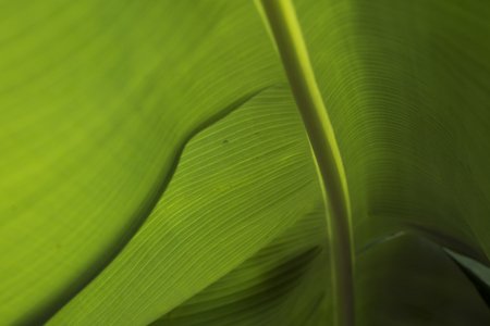 Closeup of the underside of a  banana leafの写真素材