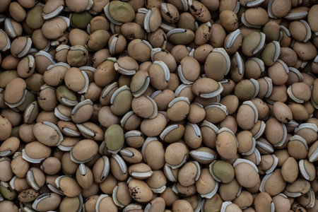 Background of white uncooked beans