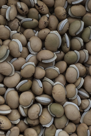 Background of white uncooked beansの写真素材