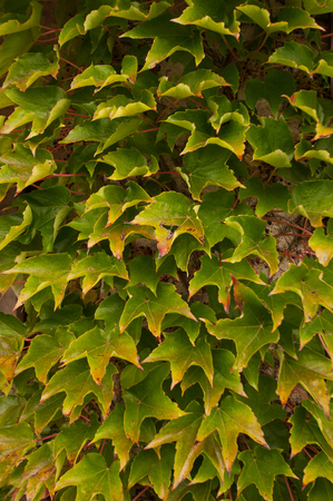 Green vine leaves on a house's wall in the autumn in Franceの写真素材