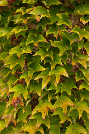Green vine leaves on a house's wall in the autumn in Franceの写真素材