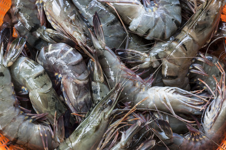 Background of fresh uncooked shrimpsの写真素材