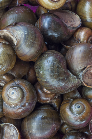 Tam Diep mountain snails in Vietnamの写真素材