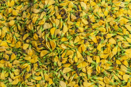 Background of Sesbania flowersの写真素材