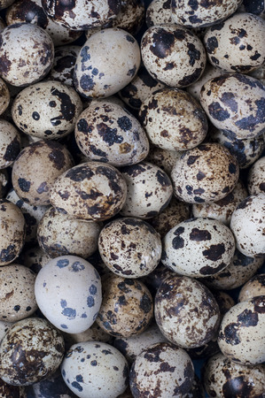 Background of quail eggsの写真素材