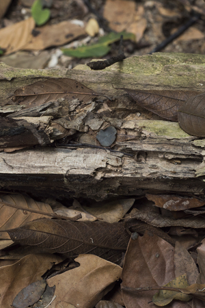 Jungle floor on Pangkor island, North-West Malaysiaの写真素材
