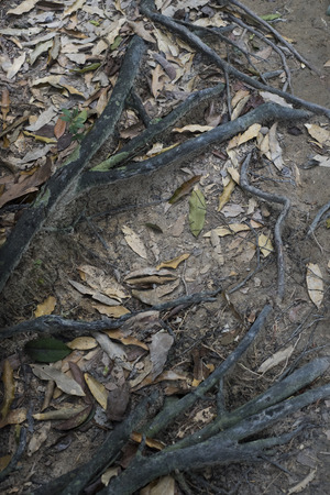 Jungle floor on Pangkor island, North-West Malaysiaの写真素材
