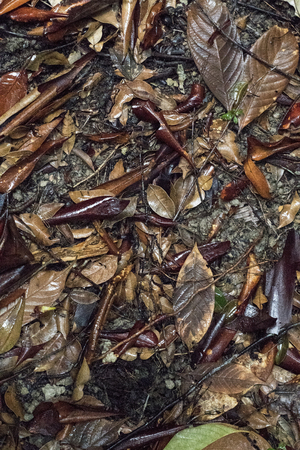 Jungle floor on Penang island, North-West Malaysiaの写真素材