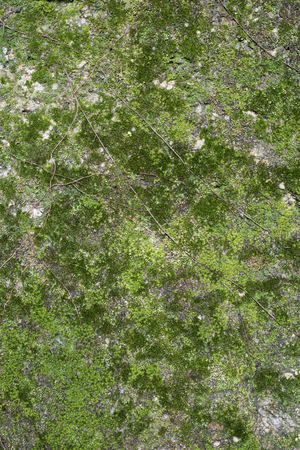 Moss on stone on Penang island, Malaysiaの写真素材