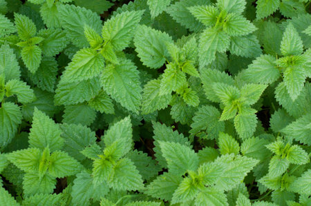 Background of green nettles