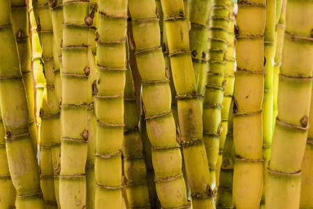Background of yellow sugar canesの写真素材