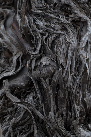 Surface of a tree bark in Franceの写真素材
