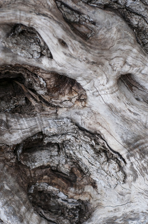 Surface of a tree bark in Franceの写真素材