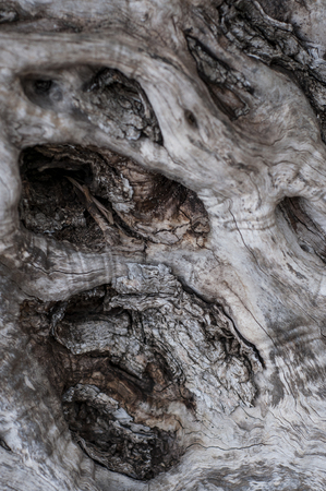 Surface of a tree bark in Franceの写真素材