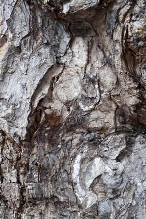 Surface of a tree bark in Franceの写真素材