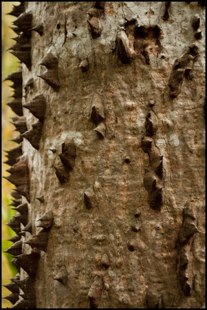 Surface of a tree bark in Franceの写真素材