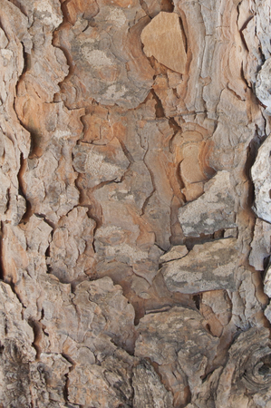 Surface of a tree bark in Franceの写真素材