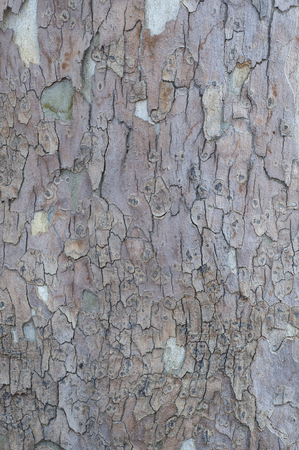 Surface of a tree bark in Franceの写真素材