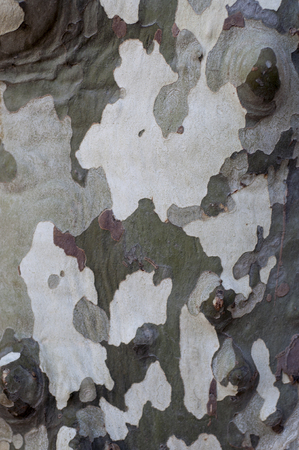 Surface of a tree bark in Franceの写真素材