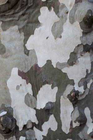 Surface of a tree bark in Franceの写真素材